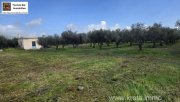 Tympaki Olivenhain 5.500 m² in Tympaki, Kreta zu verkaufen Grundstück kaufen